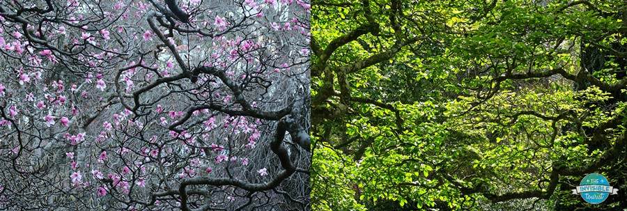 Magnolias in winter vs summer