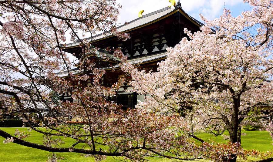 Best time to visit Japan for cherry blossoms: Nara in late March