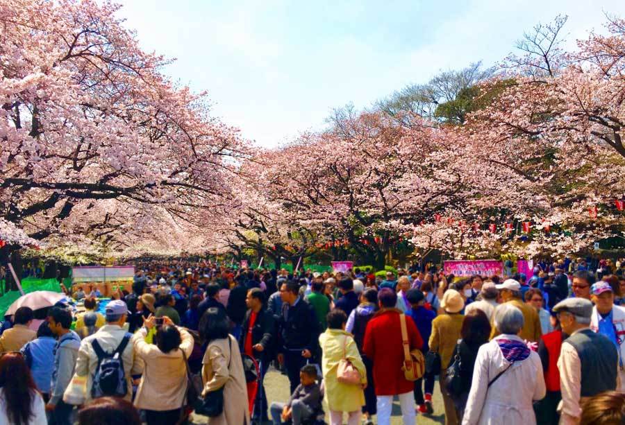 Ueno Park by Wendy, Pint Sized Gourmets 