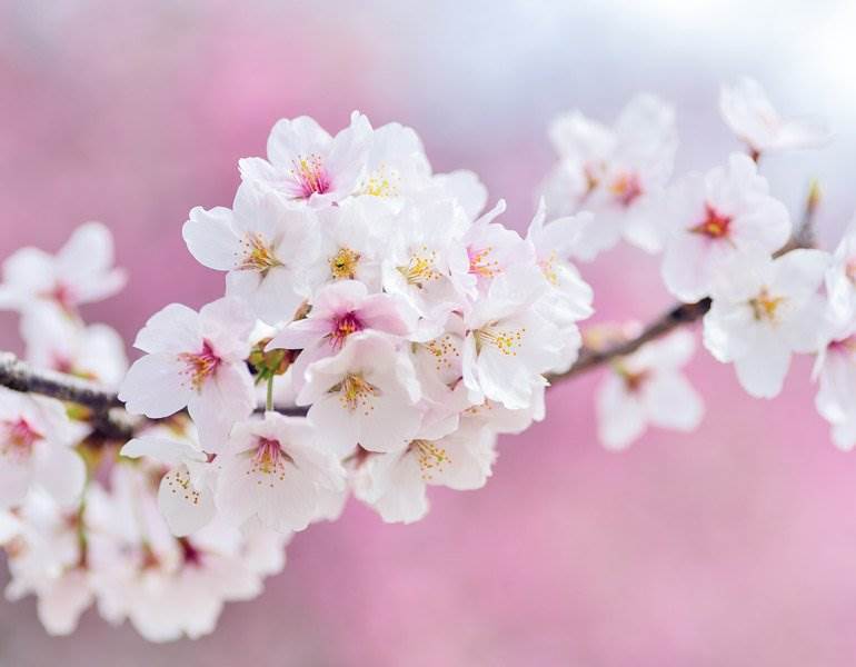 Blossom cherry