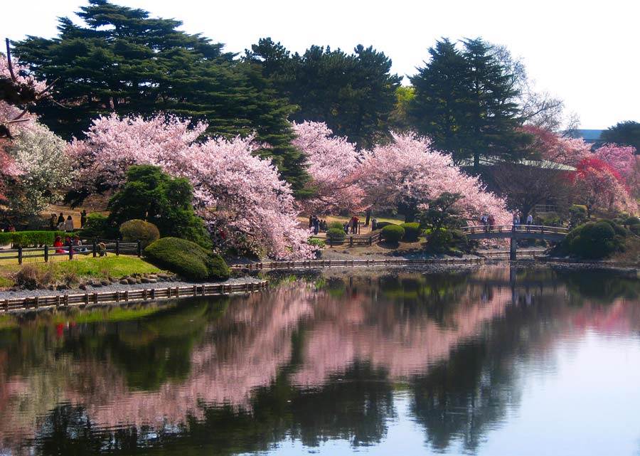 Shinjuku Gyoen by Matilda, The Travel Sisters