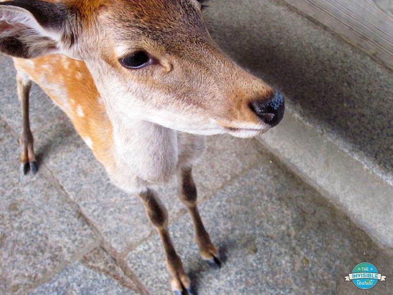 Don't harass the sacred deer in Nara or Miyajima