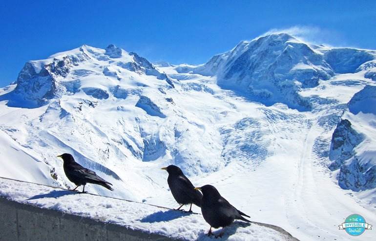 Blackbirds at the Gornergrat Lookout