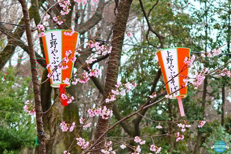 Japan Virtual Tours Review: Sakura Matsuri Lanterns in Ueno Park, Tokyo