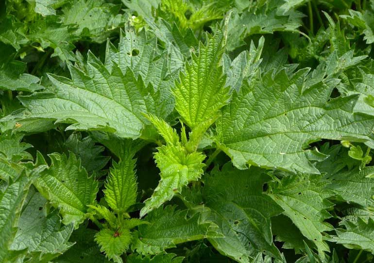  Watch out for stinging nettles