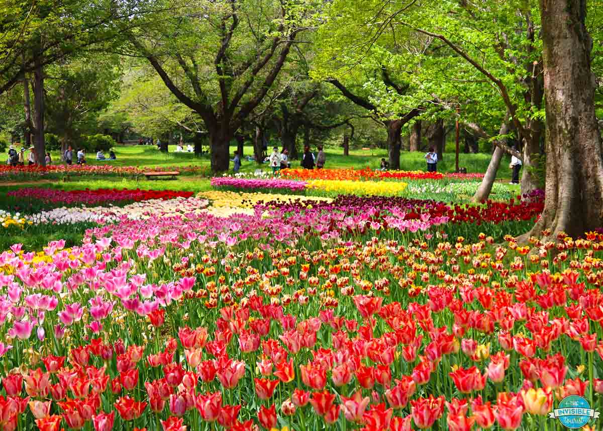 Showa Kinen Park in Spring, Tokyo