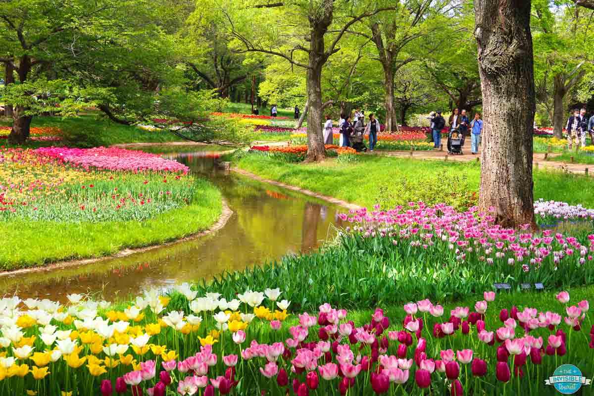 Showa Kinen Park in Spring, Tokyo