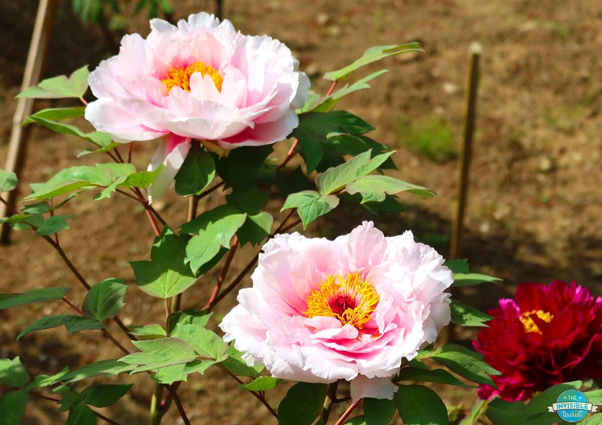 Peonies in Showa Kinen Park, Tokyo