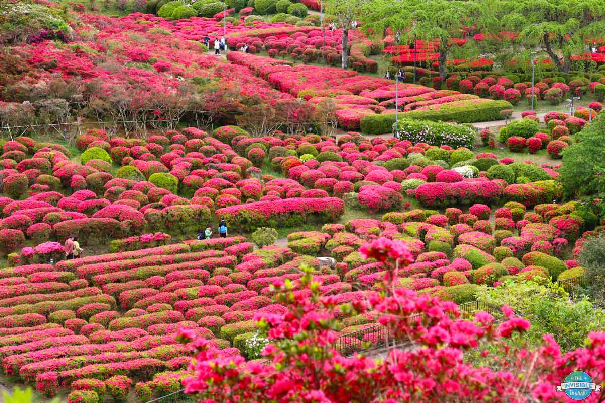 Add the Komuroyama Park Azalea Fesival to your spring Izu Peninsula itinerary for a true offbeat experience