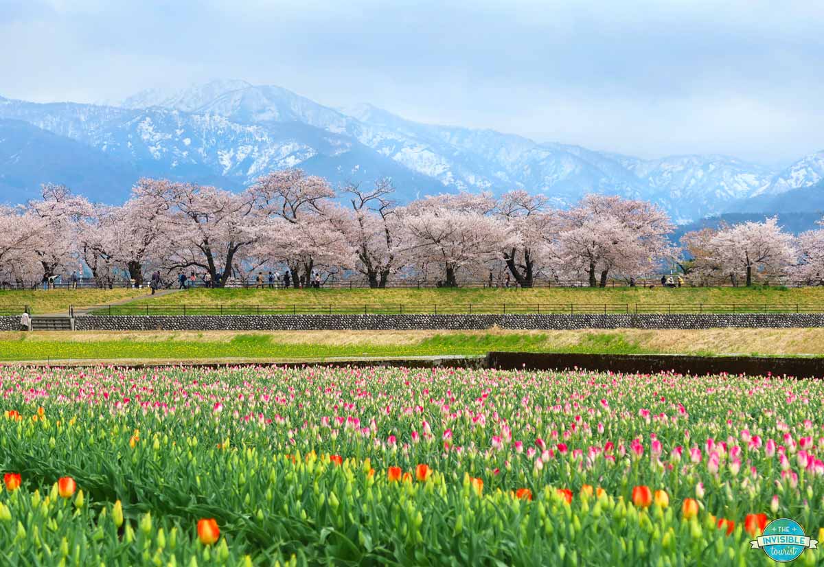 Seeing the beauty of the Spring Quartet is one of the best things to do in Toyama in spring