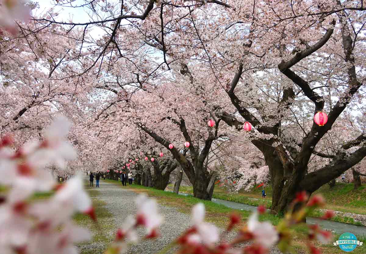 See cherry blossoms in Japan without crowds in Toyama