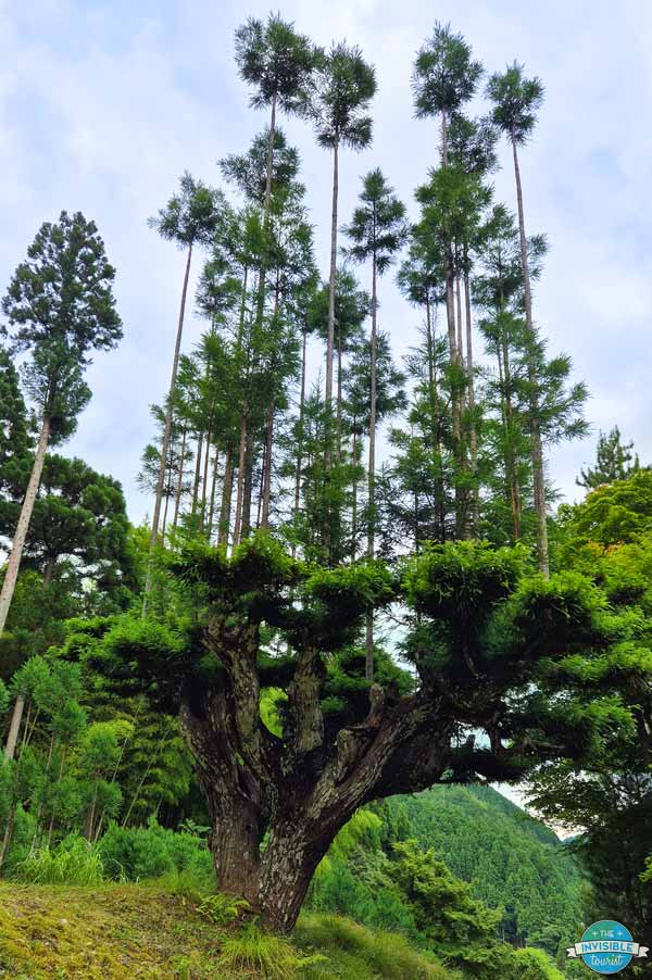 Kitayama Great Semi-Coppiced Cryptomeria, Kyoto Japan