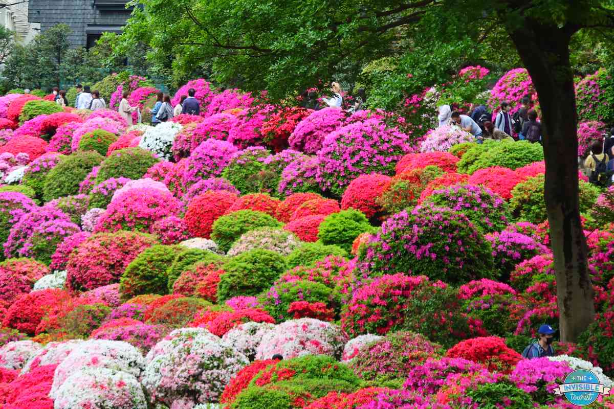 Visitors admiring the azalea-covered hillside during the Bunkyo Azalea Festival at Nezu Shrine, Tokyo