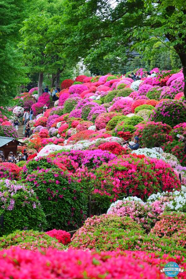 Visitors walking through the hillside azalea garden at Nezu Shrine in Tokyo