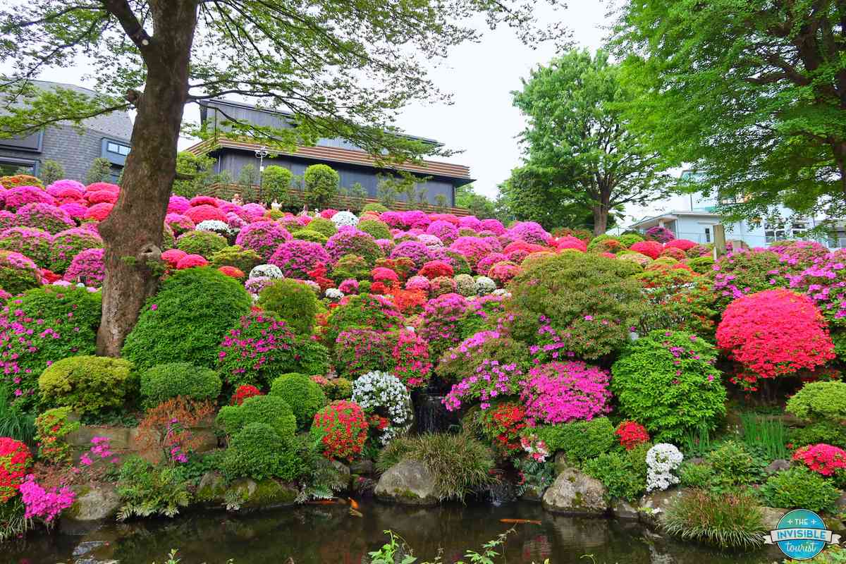 Pink, red and white azaleas on the hillside above the koi pond at Nezu Shrine in Tokyo