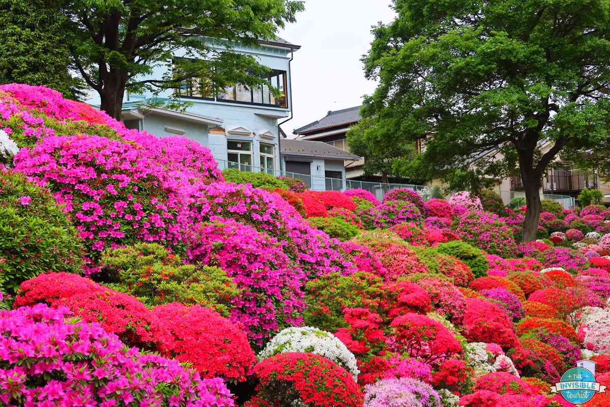 Pink, red and white azaleas on the hillside garden at Nezu Shrine in Bunkyo, Tokyo