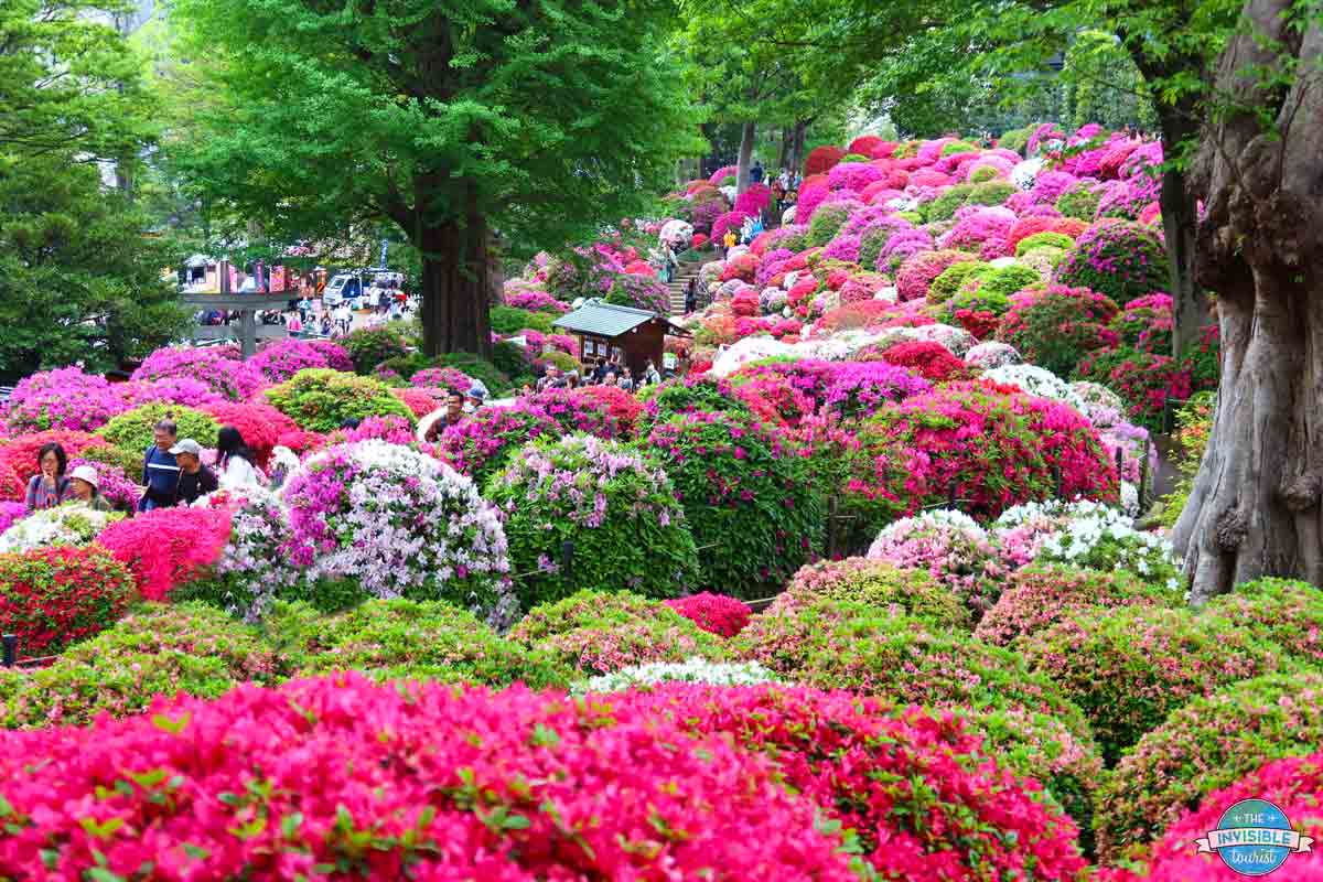 Nezu Shrine Tokyo Azalea Garden, Japan