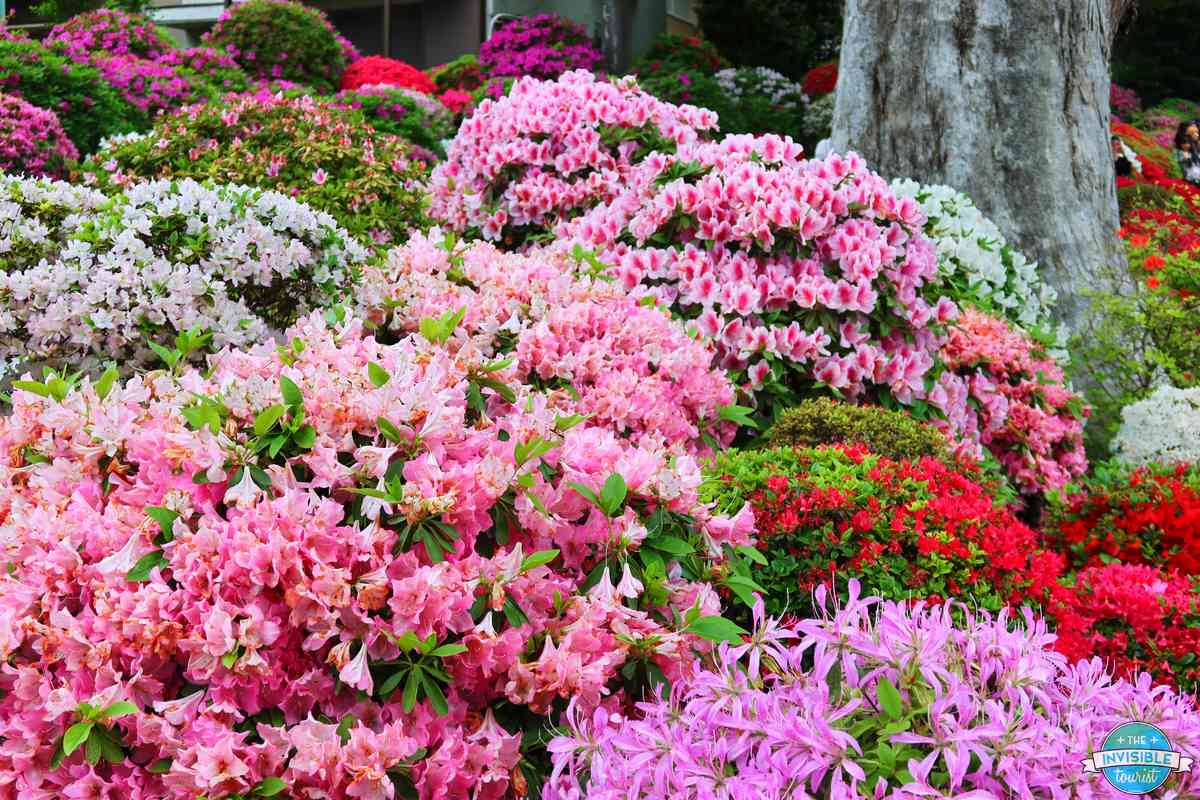 Pink, white, red and lilac azalea varieties in full bloom at Nezu Shrine, Tokyo