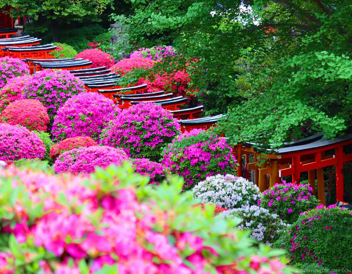 Nezu Shrine Tokyo Azalea Festival | The Invisible Tourist