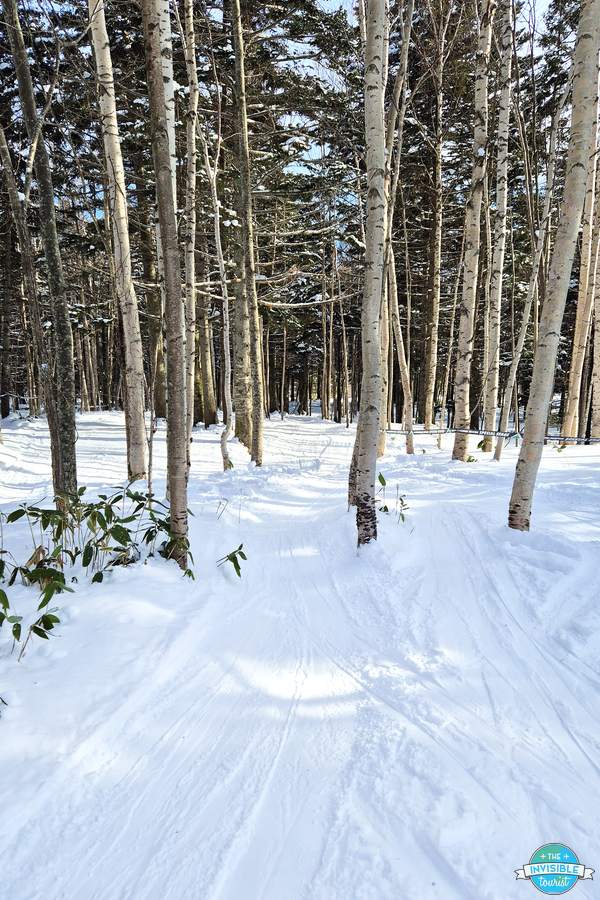 Ski trail weaving through birch trees in the Forest Maze at Tomamu ski resort