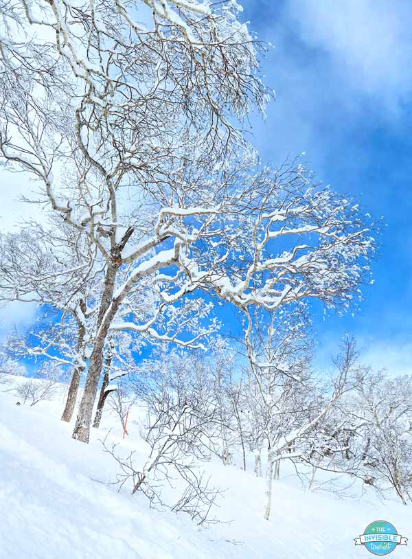 Frost covered trees at the Terrace of Frosted Tree, Hoshino Resorts Tomamu