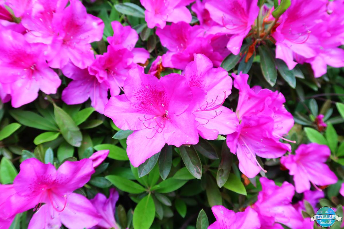 Close-up of hot pink azalea flowers at Nezu Shrine in Tokyo