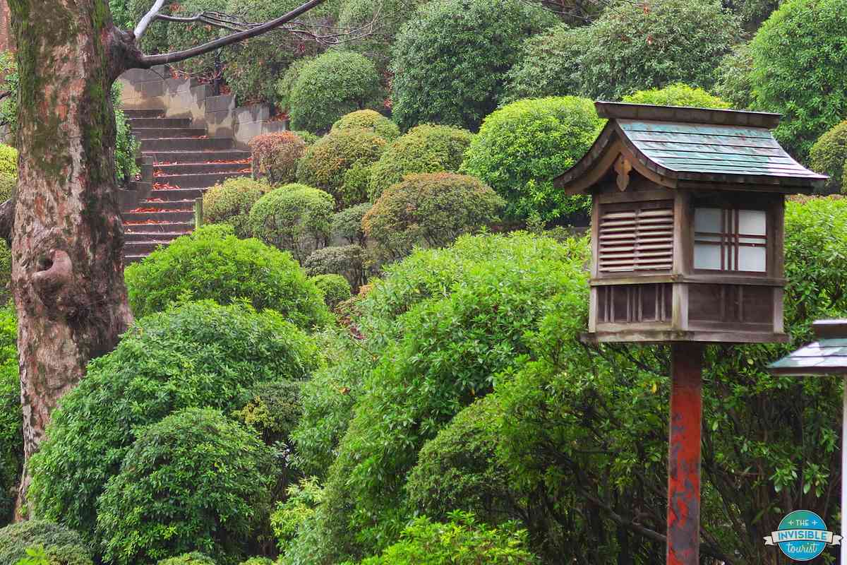 A wooden lantern among the green azalea bushes and stone steps of the azalea garden at Nezu Shrine, Tokyo, in March