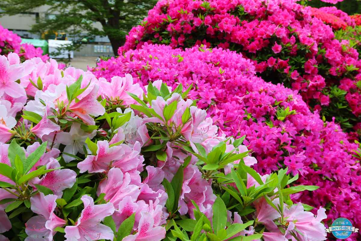 Pale pink and magenta azaleas in full bloom at Nezu Shrine, Tokyo