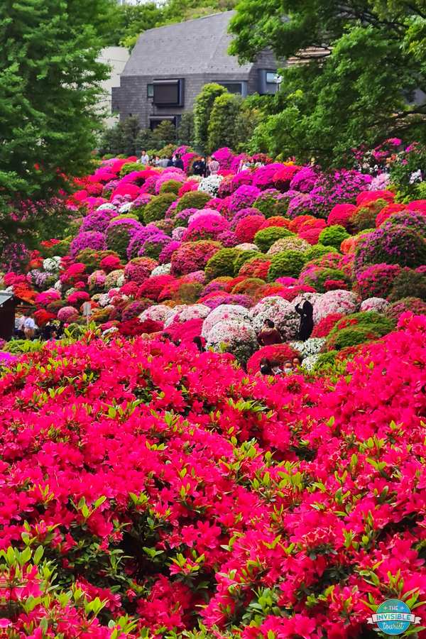 Red and pink azaleas on the hillside at Nezu Shrine in Tokyo in spring