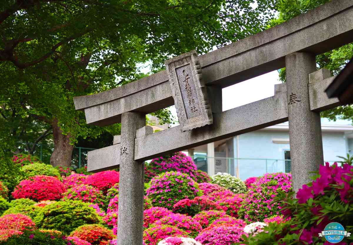 Azaleas in bloom around the stone torii gate at the entrance to the azalea garden, Nezu Shrine, Tokyo