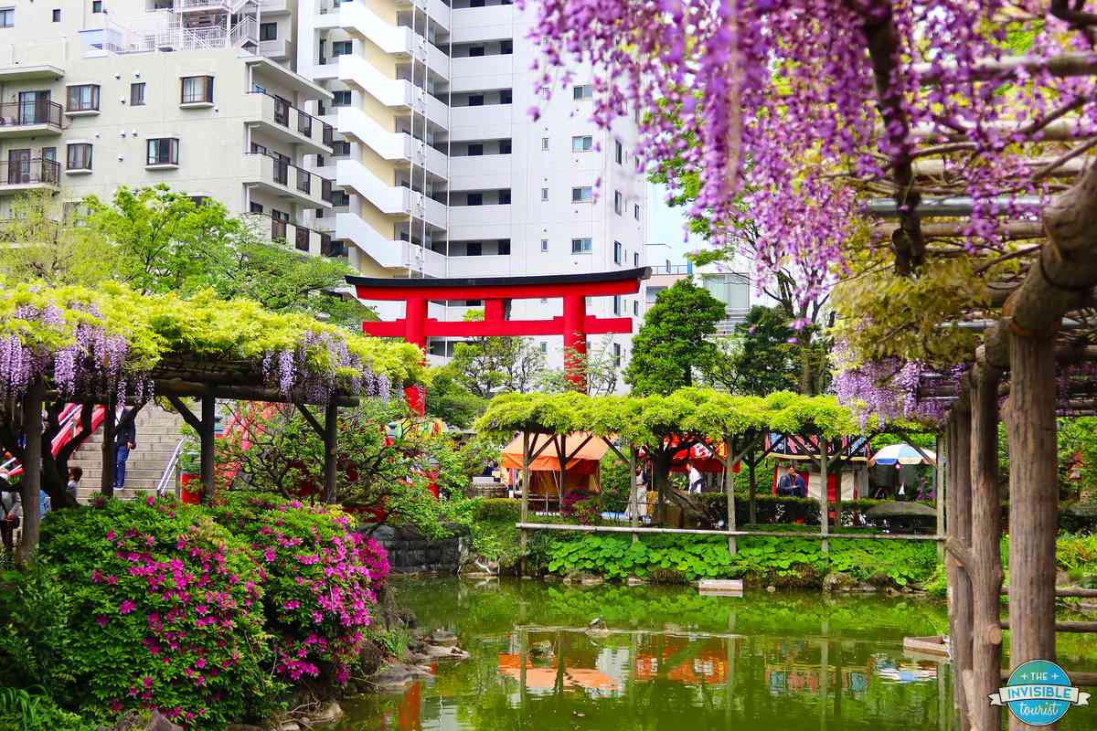 Wisteria and a red torii gate beside the pond at Kameido Tenjin Shrine in Tokyo