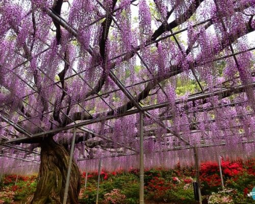 Wisteria is a great alternative to cherry blossoms